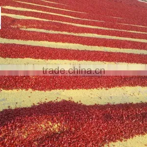 Chinese Manufacturer Exporter High Purity Low Moisture Sanying ,chaotian Chilli Erjintiao Chilli Dried Red Chilli Pepper Rings thumbnail-1