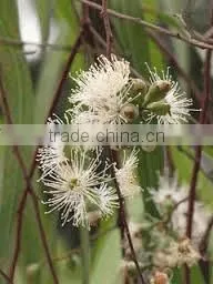 EUCALYPTUS GLOBULUS OIL 60% thumbnail-1