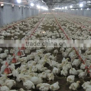 Industrial Chicken Shed/broiler Farm/poultry House Construction Design thumbnail-2