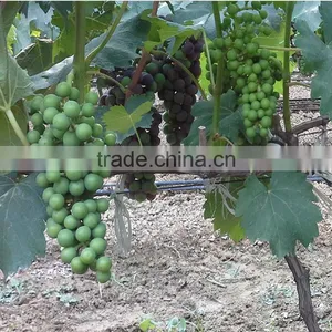 High Liquid Humate+amino Acid Q30 thumbnail-6