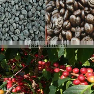 Green Coffee Bean thumbnail-1