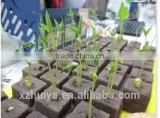 Spinch Growing Sponge thumbnail-3