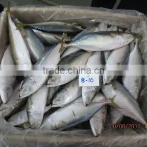 Frozen Indian Mackerel thumbnail-2