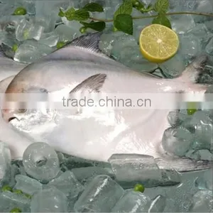 New Arrival Frozen Whole Round Slive Pomfret With Many Size thumbnail-1