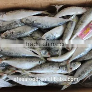 Koi Fish of Frozen Mackerel thumbnail-1