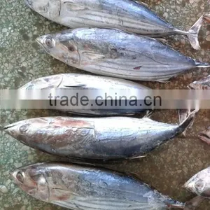 New Coming Seafish Skipjack Tuna thumbnail-1