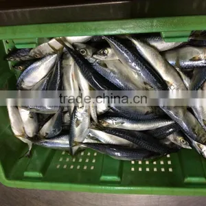 Pacific Mackerel Fish thumbnail-3