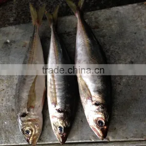 Frozen Horse Mackerel 25cm up Hot Sale thumbnail-1