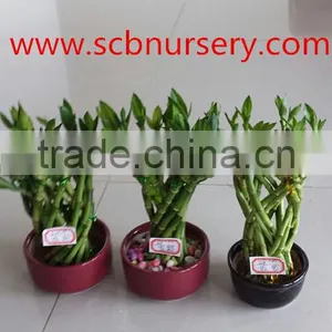 Lucky Bamboo Cage Dracaena Sanderiana thumbnail-1
