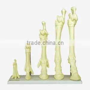 Evolution of Horse Leg Model thumbnail-1