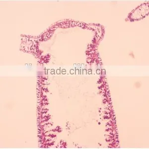 Zoology Slides Set ,animal Slides Set thumbnail-3