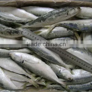 Good Quality Frozen Horse Mackerel for Sale 60-80 Pcs thumbnail-1