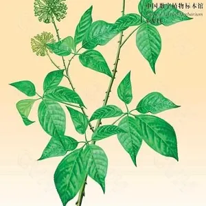 Siberian Ginseng Extract Eleutheroside thumbnail-4