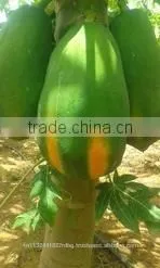 Fresh Papya Exporters in India thumbnail-6