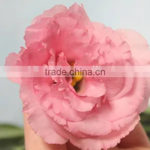 Fresh Newest Flower for Girlfriend thumbnail-5