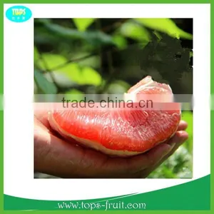 Best Sweet Red Pomelo From Pinghe thumbnail-1