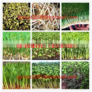 Hydroponics Animal Fodder Bean Sprout Machine/oat Sprouting Machine/ Bean Sprout Growing Machine on Sale thumbnail-3