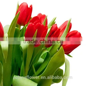 Supply Beautiful Fresh Cut Red Color Tulip Bulb thumbnail-4