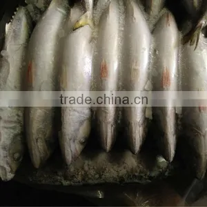 Frozen Whole Round Mackerel Size 200-300g/pcs for Sale thumbnail-6
