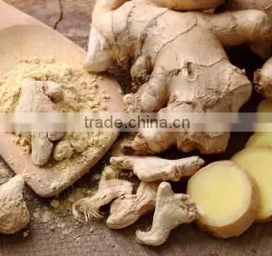 FRESH GINGER AND DRIED GINGER VIETNAM PACKING IN MESH BAG OR CARTON thumbnail-2