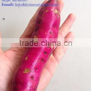 Export Fresh Sweet Potato, Good Price/ HKVIMEX thumbnail-1
