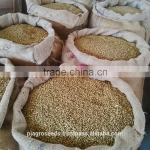 Fresh Coriander thumbnail-2