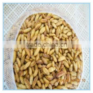 New Season Fresh IQF Frozen Silkworm thumbnail-3