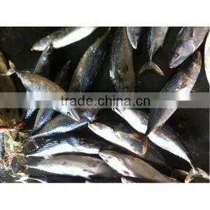 Frozen Fresh Skipjack Tuna for Sale thumbnail-1