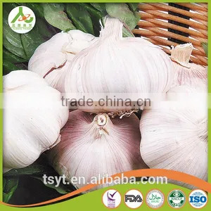 Bulk Pure White Fresh Garlic Price thumbnail-3