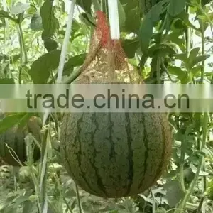 Hybrid F1 Red Yellow Flesh Rainbow Melon Treasure Seeds High Grade Gift Watermelon Seeds for Planting thumbnail-3