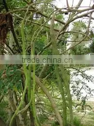 Moringa Oil thumbnail-3