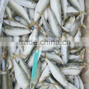 Frozen Seafood Frozen Sardine thumbnail-1