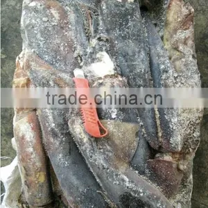 Frozen Peru Squid Wholesale thumbnail-3