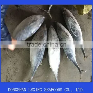 Frozen Whole Round Good Quality Bonito thumbnail-1