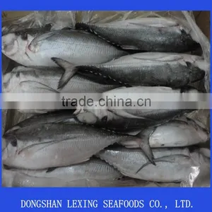 Frozen Hard Tail Scad thumbnail-1