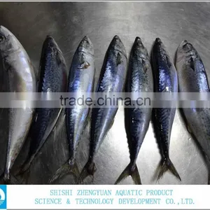 300-500g,400-600g Frozen Pacific/atlantic Mackerel thumbnail-1