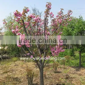 Prunus Serrulata Landscaping Trees thumbnail-1