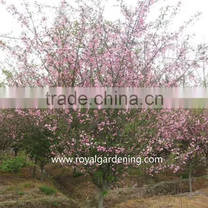 Prunus Serrulata thumbnail-1