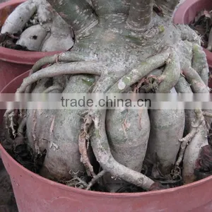Adenium Obesum Desert Rose thumbnail-5