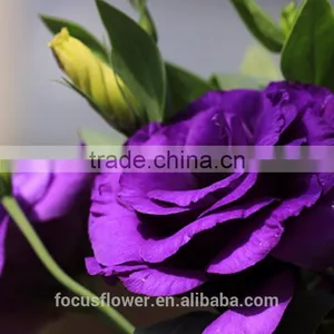 2017 Popular Top Sell Artificial Purple Eustoma Flower thumbnail-3