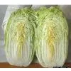 Sell Chinese Cabbage thumbnail-1