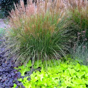 Foliage Plants Decoration Indoor House Plants Foliage Plants Landscaping thumbnail-1
