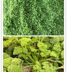 IQF Frozen Parsley thumbnail-2