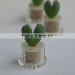 Miniplant "Sweet Heart" Mini Succulent Plant With Mobile Phone Strap thumbnail-1