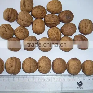 Paper Skin Walnut in Shell With Best Quality thumbnail-4