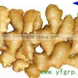 YUMMY Fresh Ginger thumbnail-1