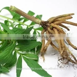 Valerian Essential Oil- Sugandh Bala thumbnail-1