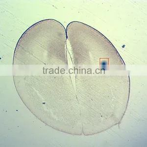 50pcs Box Chick Embryo Prepared Microscope Slides thumbnail-5