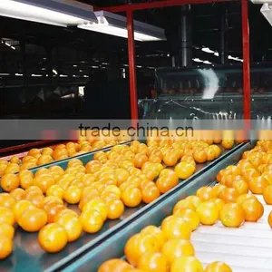 Fresh Navel Orange thumbnail-1