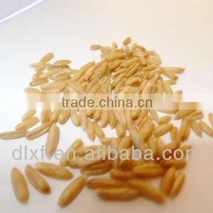 Oat/peeless Oat thumbnail-3